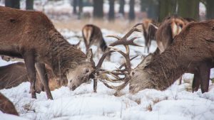 5 wintry London walks