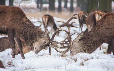 5 wintry London walks