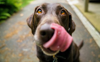 August Bank Holiday Weekend: Dog Friendly Events
